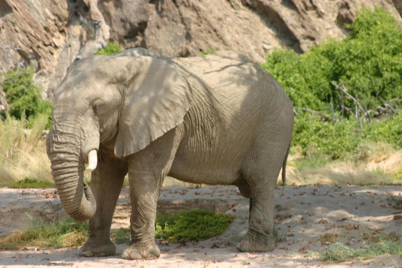 Fort Sesfontein Lodge & Safaris エクステリア 写真